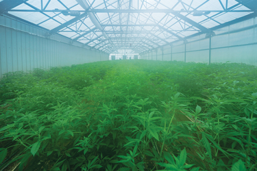 Fruit Grower Turns to Hemp, a Dryer and Conveyor for Higher Yields